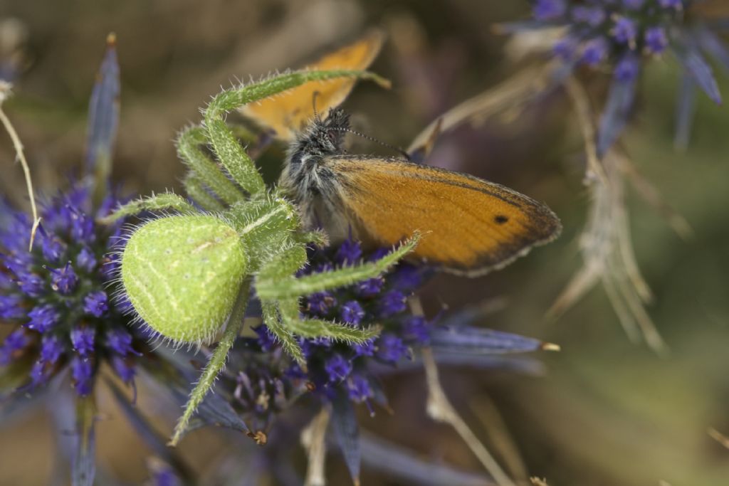 Heriaeus cf. hirtus - Caprino Veronese (VR)